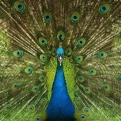 best-of-breed-software-m