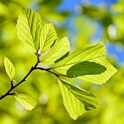 green it