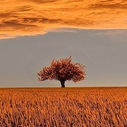 sap s4 hana